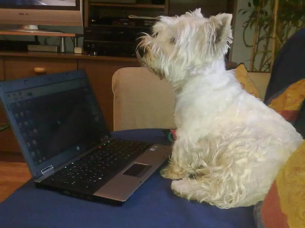 Správný webmaster Tři časté nemoci firemních webů a jak na ně