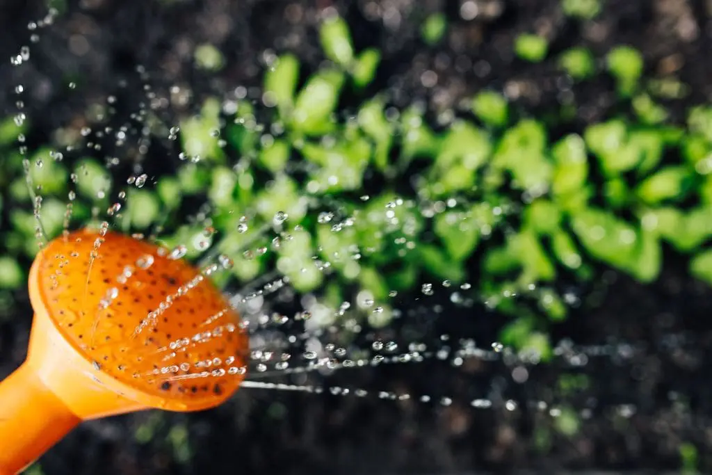 kaboompics_Early spring garden Jste lovec nebo farmář?