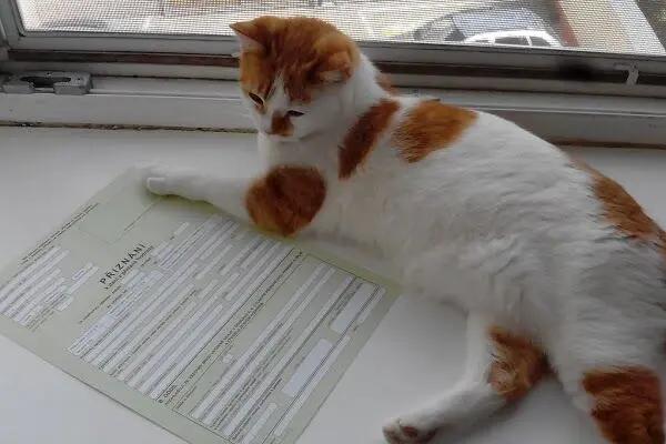 Proč se stát dobrovolně plátcem dph