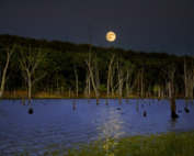 2968713011 17175c998e b