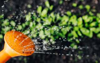 kaboompics Early spring garden