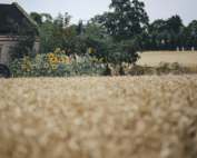 kaboompics Golden grain