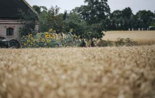 kaboompics Golden grain