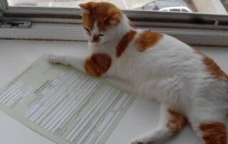 Proč se stát dobrovolně plátcem dph